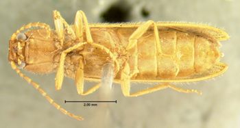 Media type: image;   Entomology 2546 Aspect: habitus ventral view